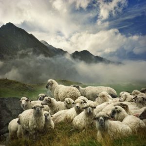 What is the best wool for a hand knotted rug?